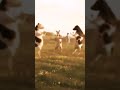 Cows In Ohio Madonna Back That Up To The Beat Sped Up