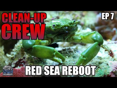 CLEAN-UP CREW Selection for Saltwater Aquarium - Red Sea Reboot