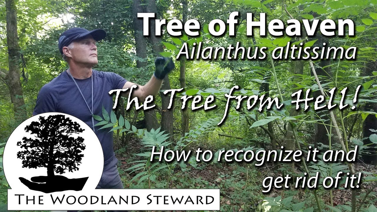 Tree of Heaven (Ailanthus altissima) - Identification & Control (without causing it to sucker!)