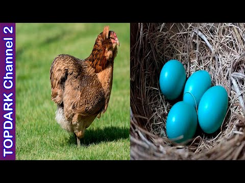 , title : '10 Razas de gallinas y sus increíbles huevos de colores'