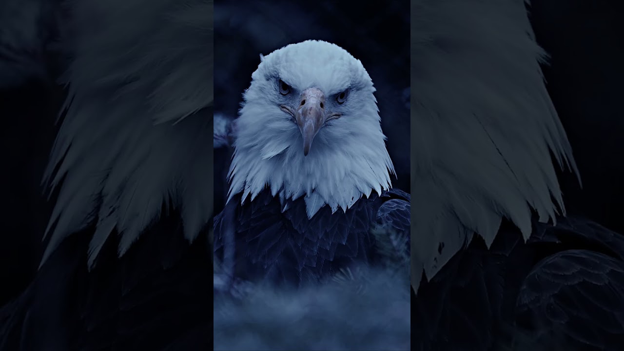 Bald eagles have incredible vision  🦅 #Shorts #Eagle #Wildlife