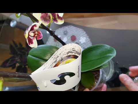 , title : 'بعض الحيل التي نحتاجها لدى شراء أوركيدا جديدة Orchid'