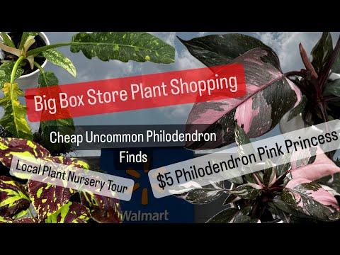Big Box Store Plant Shopping Walmart $5 Philodendron Pink Princess and Easy Care Houseplant Nursery