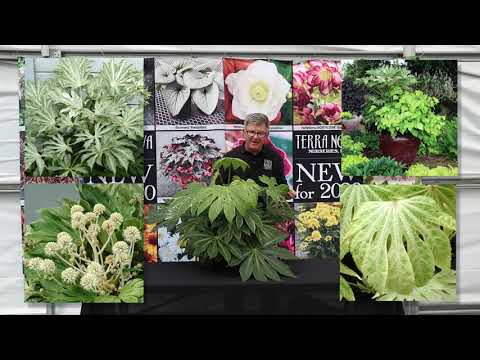 TERRA NOVA® Nurseries, Inc. - Fatsia 'Spider's Web'