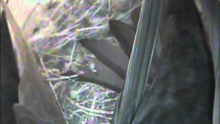 preview picture of video 'common swift 2011-06-02'