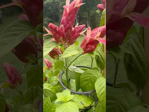 Shrimp flowers 🌱 💚 # bible verse #shorts #tamilchristian #homegardening #shrimpplant #flowers