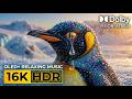 Coral Reefs | The Most Beautiful Place on Earth Is Disappearing Before Our Eyes" | 4K Documentary