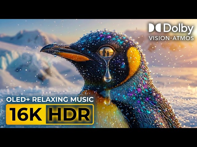 Coral Reefs | The Most Beautiful Place on Earth Is Disappearing Before Our Eyes" | 4K Documentary