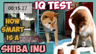 How Smart is a Shiba inu? Ultimate Intelligence Test || Hero the Shiba inu