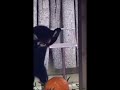 This Red Panda doesn't know how to eat pumpkin