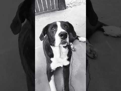 Moro con hambre #casagrande #perros #cordoba