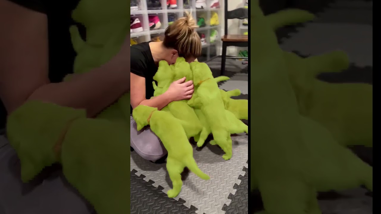 Semantic segmentation demo video