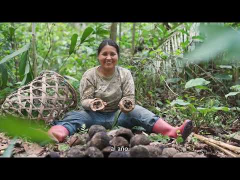 Comunidades Ind&iacute;genas