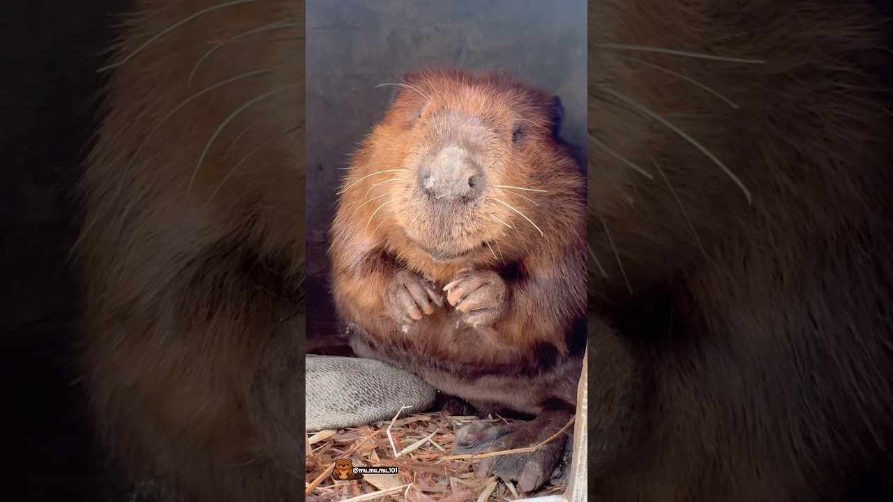 カカオちゃんと春の午後🌷 Cacao and a spring afternoon 🌷 #アメリカビーバー #ビーバー #beaver #cuteanimals #かわいい動物 #癒し