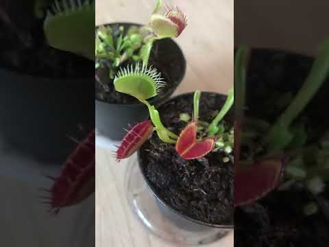 How to Care for a Venus Fly Trap #Shorts