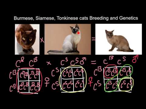 Burmese, Siamese, Tonkinese cats Breeding and Genetics