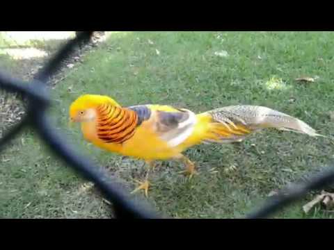 Король Джулиан и свита. Парк - львов.