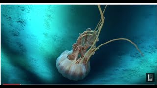 HENRY KAISER : Cuneiform Weekly Solo #2 : Under The Ice Again