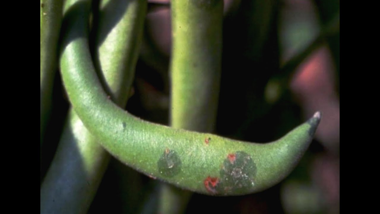What does bean blight look like? Ask Library