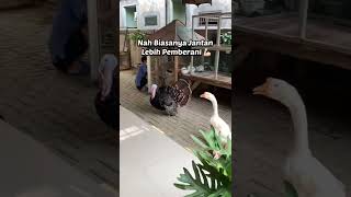 Download lagu The Difference Between Male and Female #shorts #fyp #veranda #goose #swan mp3