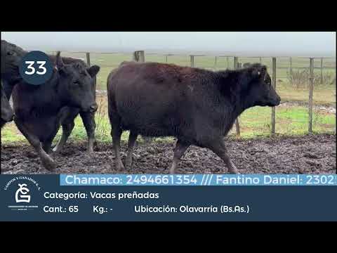 Lote VC CGP - Puras Controladas - Olavarría Bs As