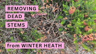 Removing Dead Stems from Winter Heath