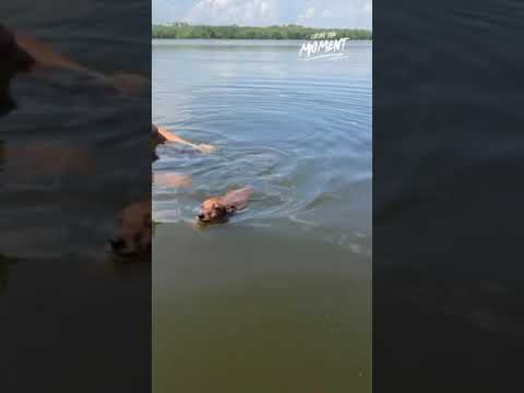 Miniature Pinscher puppy for sale
