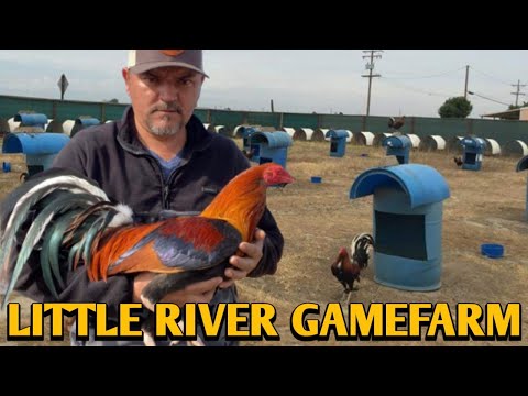 Kelso Yellow leg hatch Grey - LITTLE RIVER FARM