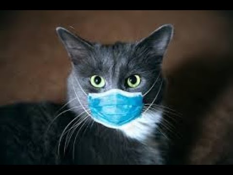 Amazing cat picks video