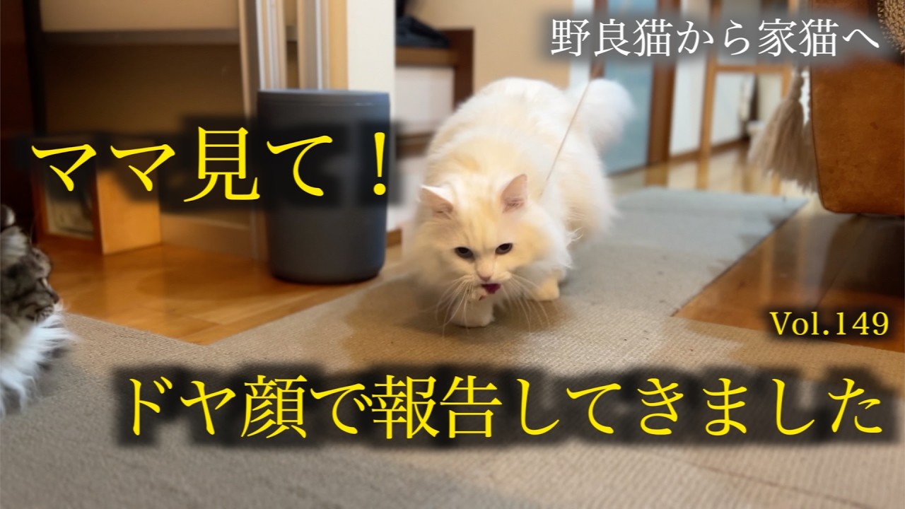 ママに褒めて欲しくて何度も見せに来る猫が可愛すぎました The cat keeps coming to show off to Mom