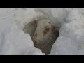 Welsh farmer digs sheep out of 5ft snow drifts