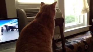 The cats don't care about my hiccups