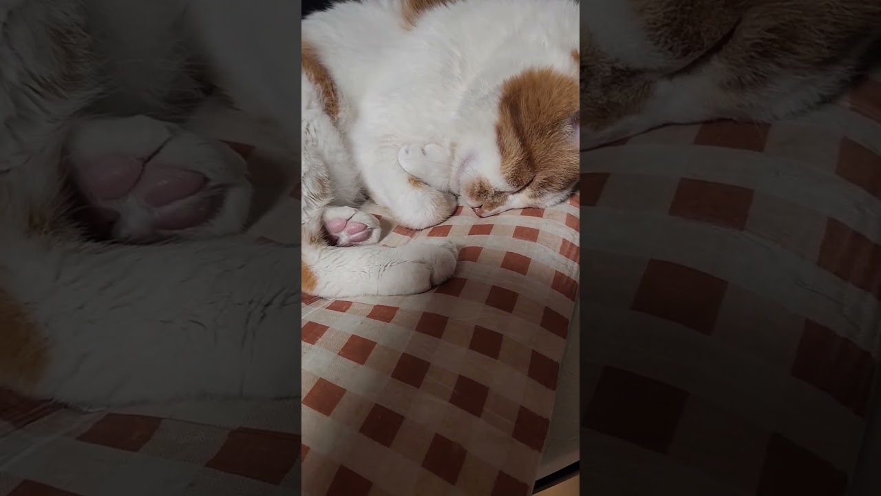 両手を丸めて夢心地で至福の時を過ごすリラックス猫#shorts