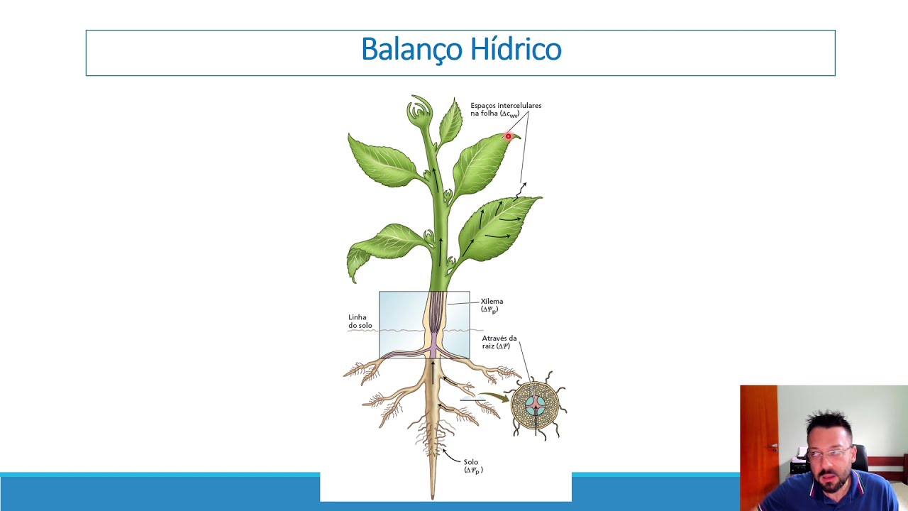 Fisiologia Vegetal - Balanço Hídrico.
