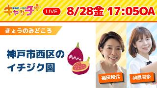 【神戸市西区の完熟イチジクの魅力を生中継で紹介】キャッチ＋（8月28日金曜日）
