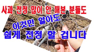 사과 전정 많이 안 해본 분들도 이것만 알면 쉽게 전정 할 겁니다.(사과 전정, 사과 겨울전정, 사과나무 동…