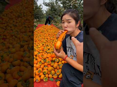 Delicious Persimmon Fruit Harvest In Our Farm With Rural Farmer #youtubeshorts #shorts #agriculture