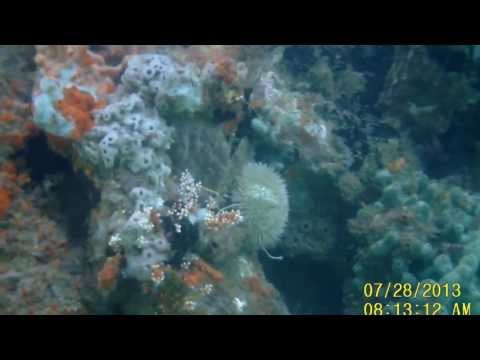 Ponta Leste - Angra dos Reis