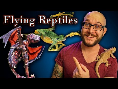 Top 5 Flying Reptiles | Real Life Dragons!