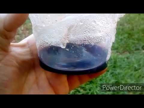 SEMEADURA DE CATASETUM EM ESTUFA: PARTE 01