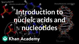 Introduction to nucleic acids and nucleotides | High school biology | Khan Academy