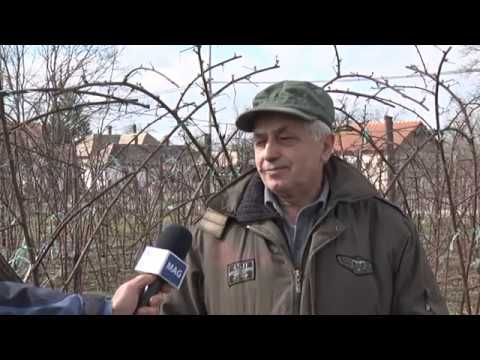 Dobar dan, domaćine: Zasad kupine