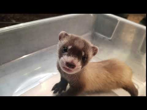 Smithsonian Black-Footed Ferret Kit Chatter - YouTube