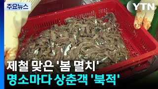 제철 맞은 '봄 멸치' 인기...명소마다 상춘객 '북적' / YTN
