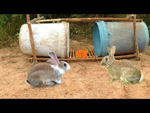 , title : 'Jinsi ya kukamata sungura kwa kutumia ndoo/How to trap a rabbit by using bucket watch here right now'