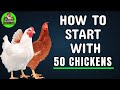 How To Start A Poultry Farm With 50 Chickens Step By Step Guide To Profit