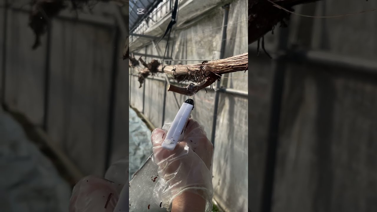 【作業風景】芽キズ入れ～メリット散布