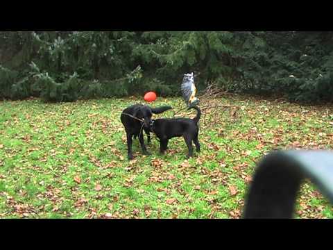 Labbis spielen im Garten