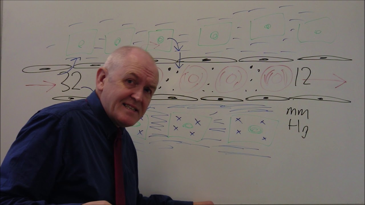 Blood Vessels 3, Capillaries and tissue fluid - YouTube