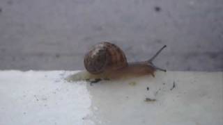 preview picture of video 'A snail in Corfu'